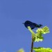 Demoiselle bleue dans le ciel